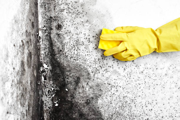 Biohazard Mold Removal in Naples, FL